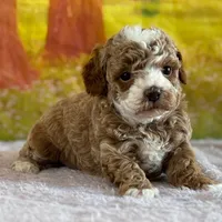 🌸🌸 June 🌸🌸, a female Poodle - Miniature  for sale in Eastpointe, MI – 2 of 3
