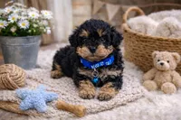 💙💙 Capri 💙💙, a male Poodle - Toy  and Morkie for sale in Sterling Heights, MI – Photo 3 of 3