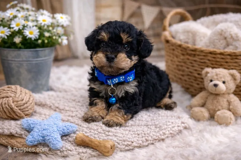 💙💙 Capri 💙💙