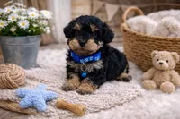 💙💙 Capri 💙💙, a male Poodle - Toy  and Morkie for sale in Sterling Heights, MI – Photo 1 of 3