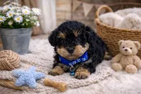 💙💙 Capri 💙💙, a male Poodle - Toy  and Morkie for sale in Sterling Heights, MI – Photo 2 of 3