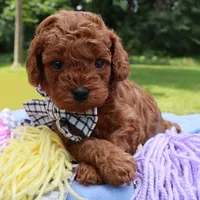 🩵🩵 Kam 🩵🩵, a male Poodle - Toy  for sale in Eastpointe, MI – 2 of 4