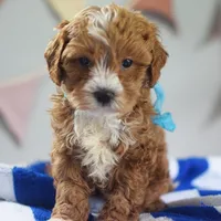 🩵🩵 Finx 🩵🩵, a male Cavapoo for sale in Eastpointe, MI – 4 of 4