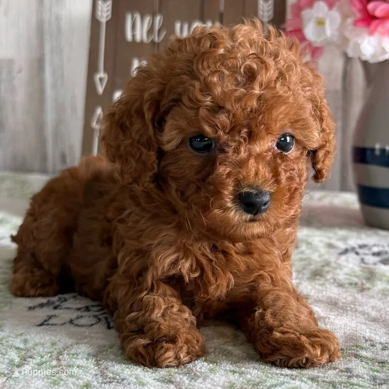 🐥🐥 Bella 🐥🐥 – Poodle - Toy  puppy for sale in Eastpointe, MI