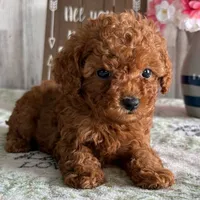 🐥🐥 Bella 🐥🐥, a  Poodle - Toy  for sale in Eastpointe, MI – 1 of 4