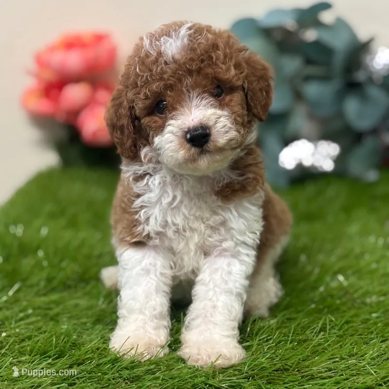 💚💚  Tucker 💚💚 – Cavapoo puppy for sale in Eastpointe, MI