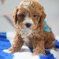 🩵🩵 Finx 🩵🩵, a male Cavapoo for sale in Eastpointe, MI – 3 of 4