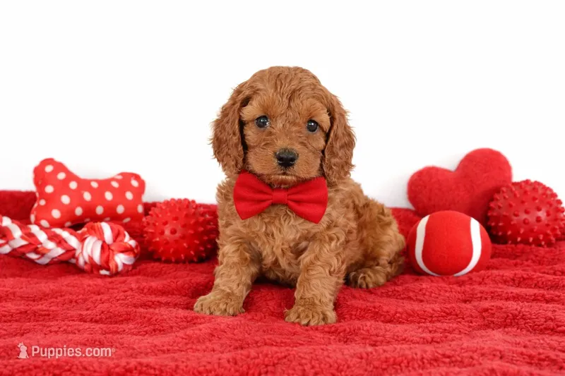 🍄🍄 Leo 🍄🍄 – Cavapoo puppy for sale in Sterling Heights, MI