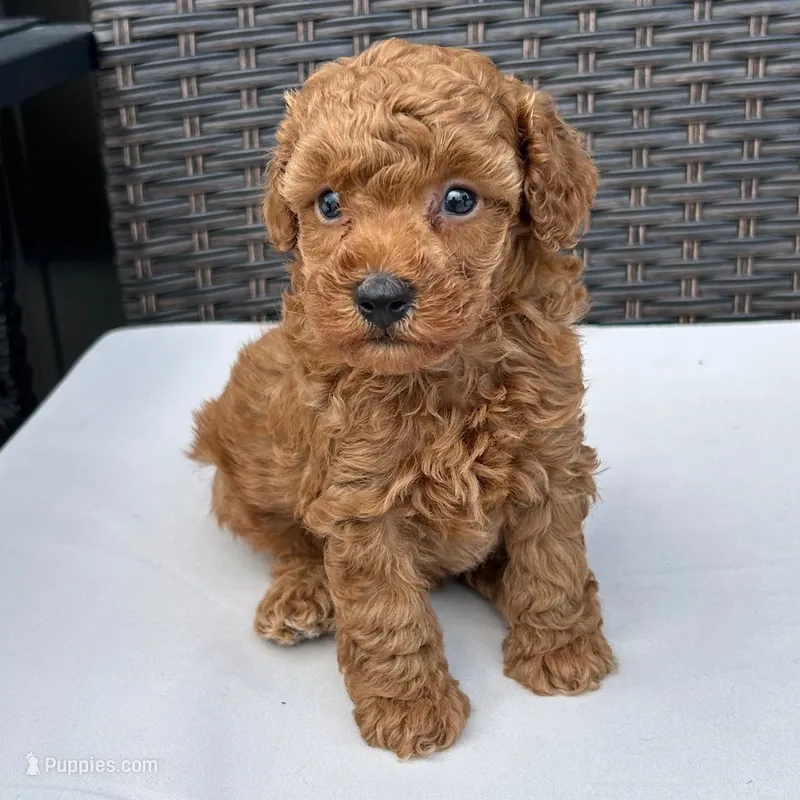 🐢🐢 Jinx 🐢🐢 – Poodle - Miniature  puppy for sale in Eastpointe, MI