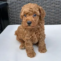 🐢🐢 Jinx 🐢🐢, a male Poodle - Miniature  for sale in Eastpointe, MI – 1 of 4