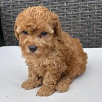 🐥🐥 Lilly 🐥🐥, a male Poodle - Miniature  for sale in Eastpointe, MI – 2 of 3
