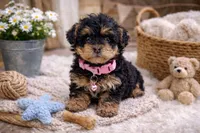 🩷🩷 Chloe 🩷🩷, a female Poodle - Toy  and Morkie for sale in Sterling Heights, MI – Photo 2 of 3