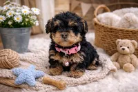 🩷🩷 Chloe 🩷🩷, a female Poodle - Toy  and Morkie for sale in Sterling Heights, MI – Photo 1 of 3