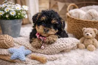 🩷🩷 Chloe 🩷🩷, a female Poodle - Toy  and Morkie for sale in Sterling Heights, MI – Photo 3 of 3
