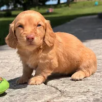 💛💛 Citro 💛💛, a  Miniature Dachshund for sale in Eastpointe, MI – 4 of 4