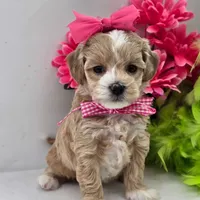 🌸🌸 Luna 🌸🌸, a female Maltipoo for sale in Eastpointe, MI – 2 of 4