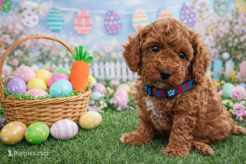 Chance, a male Poodle - Miniature  for sale in Sterling Heights, MI – Photo 1 of 1