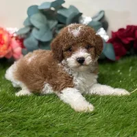 💚💚  Tucker 💚💚, a male Cavapoo for sale in Eastpointe, MI – 2 of 3