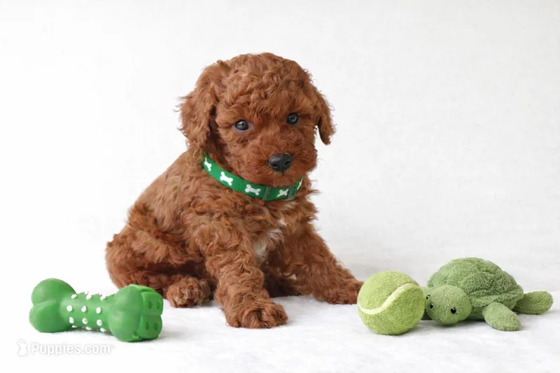 🐢🐢 CHESON 🐢🐢 – Poodle - Miniature  puppy for sale in Eastpointe, MI