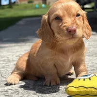 💛💛 Citro 💛💛, a  Miniature Dachshund for sale in Eastpointe, MI – 3 of 4