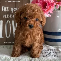 🐥🐥 Bella 🐥🐥, a  Poodle - Toy  for sale in Eastpointe, MI – 4 of 4