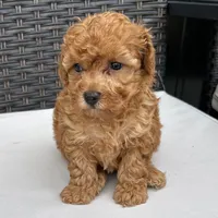 🐥🐥 Lilly 🐥🐥, a male Poodle - Miniature  for sale in Eastpointe, MI – 3 of 3
