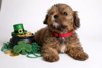 ❤️❤️ Baxter ❤️❤️, a male Shihpoo for sale in Sterling Heights, MI – Photo 3 of 3