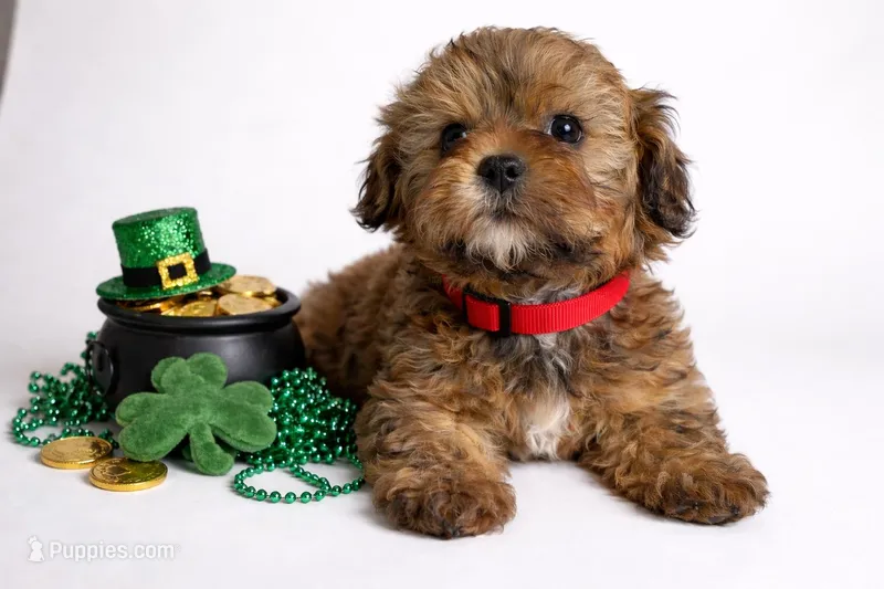 ❤️❤️ Baxter ❤️❤️, a male Shihpoo for sale in Sterling Heights, MI – Photo 1 of 3