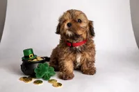 ❤️❤️ Baxter ❤️❤️, a male Shihpoo for sale in Sterling Heights, MI – Photo 2 of 3