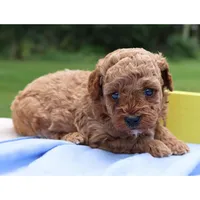 🩷🩷 Karma 🩷🩷, a male Poodle - Toy  for sale in Eastpointe, MI – 4 of 4