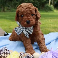 🩵🩵 Kam 🩵🩵, a male Poodle - Toy  for sale in Eastpointe, MI – 4 of 4