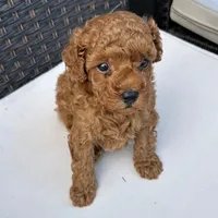 🐶🐶 Lucas 🐶🐶, a male Poodle - Miniature  for sale in Eastpointe, MI – 3 of 4