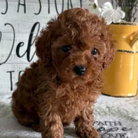 🐶🐶 Liam 🐶🐶, a  Poodle - Toy  for sale in Eastpointe, MI – 4 of 4