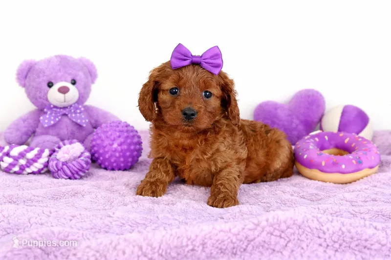 💟💟 Layla 💟💟 – Cavapoo puppy for sale in Sterling Heights, MI