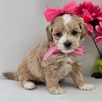 🌸🌸 Luna 🌸🌸, a female Maltipoo for sale in Eastpointe, MI – 3 of 4