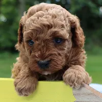 🩷🩷 Karma 🩷🩷, a male Poodle - Toy  for sale in Eastpointe, MI – 2 of 4