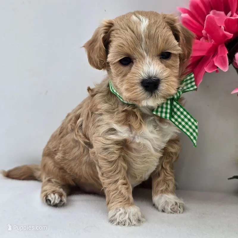 🐬🐬 Kofi 🐬🐬 – Maltipoo puppy for sale in Eastpointe, MI