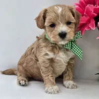🐬🐬 Kofi 🐬🐬, a female Maltipoo for sale in Eastpointe, MI – 1 of 4