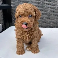 🐢🐢 Jinx 🐢🐢, a male Poodle - Miniature  for sale in Eastpointe, MI – 2 of 4