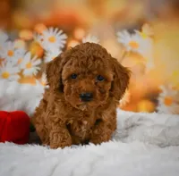 ❤️❤️ Riley ❤️❤️, a male Poodle - Toy  for sale in Eastpointe, MI – 1 of 3
