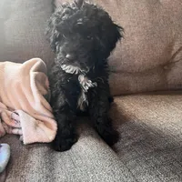 ❤️❤️ Gabriel ❤️❤️, a male Poodle - Toy  for sale in Sterling Heights, MI – Photo 2 of 2