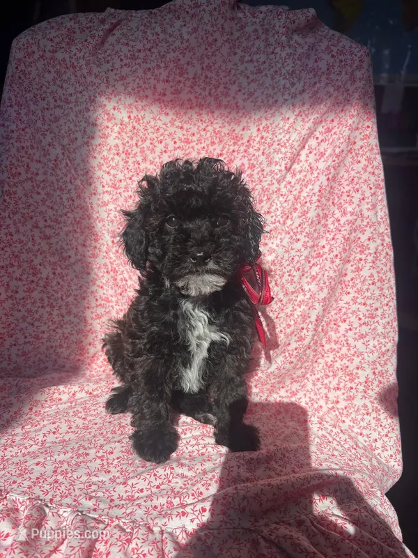 ❤️❤️ Gabriel ❤️❤️