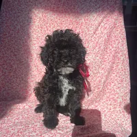 ❤️❤️ Gabriel ❤️❤️, a male Poodle - Toy  for sale in Sterling Heights, MI – Photo 1 of 2