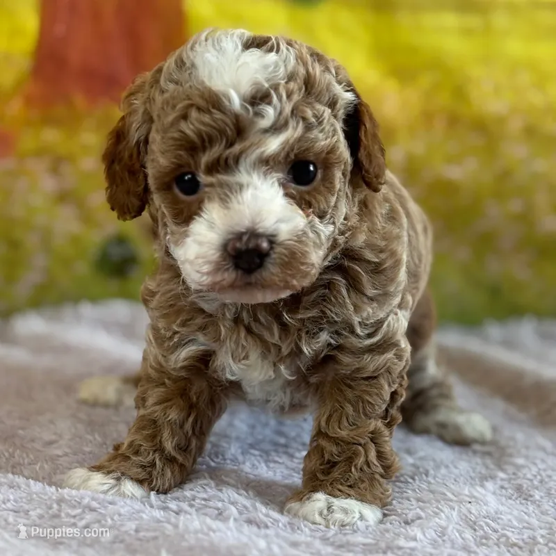 🌸🌸 June 🌸🌸 – Poodle - Miniature  puppy for sale in Eastpointe, MI