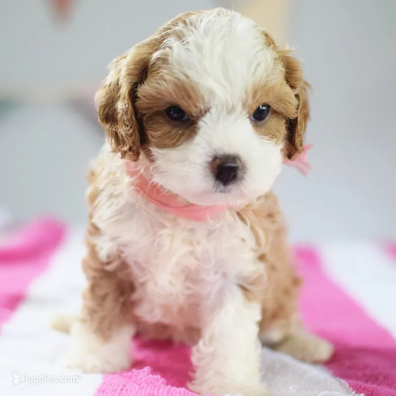🩷🩷 Lilly 🩷🩷 – Cavapoo puppy for sale in Eastpointe, MI