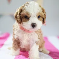 🩷🩷 Lilly 🩷🩷, a female Cavapoo for sale in Eastpointe, MI – 1 of 4