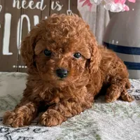 🐥🐥 Bella 🐥🐥, a  Poodle - Toy  for sale in Eastpointe, MI – 3 of 4