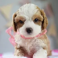 🩷🩷 Lilly 🩷🩷, a female Cavapoo for sale in Eastpointe, MI – 3 of 4