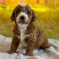🐶🐶 Leo 🐶🐶, a male Poodle - Miniature  for sale in Eastpointe, MI – 3 of 3