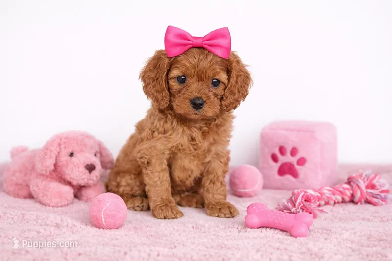 🌸🌸 Lilly 🌸🌸 – Cavapoo puppy for sale in Sterling Heights, MI